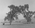 Santa Clara Valley 1868